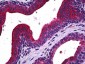 MAPK13 / p38delta Antibody (clone 2B2)